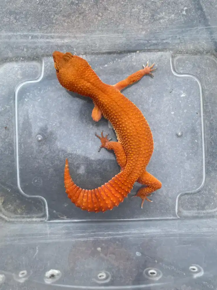 Leopard Gecko SHTCTB Betina