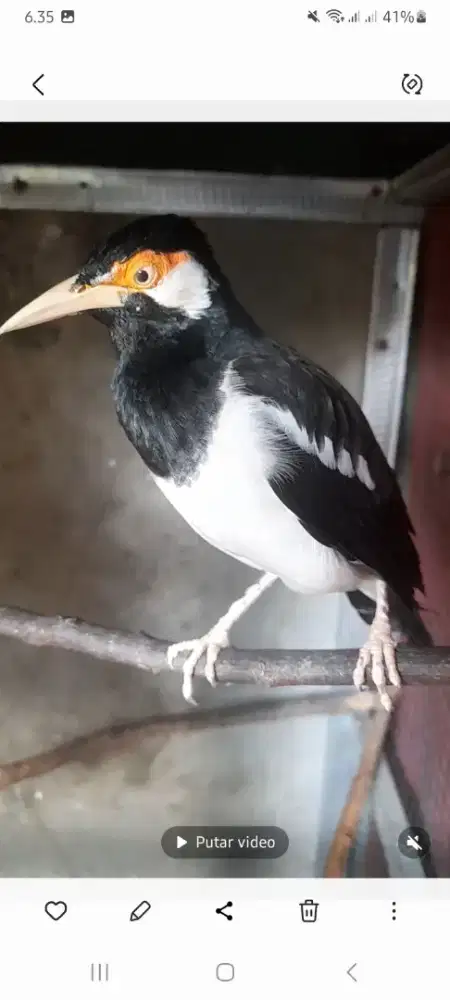 Di jual cepat jalak suren gacor siang malam