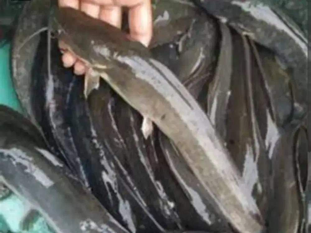 Ikan konsumsi 10kg