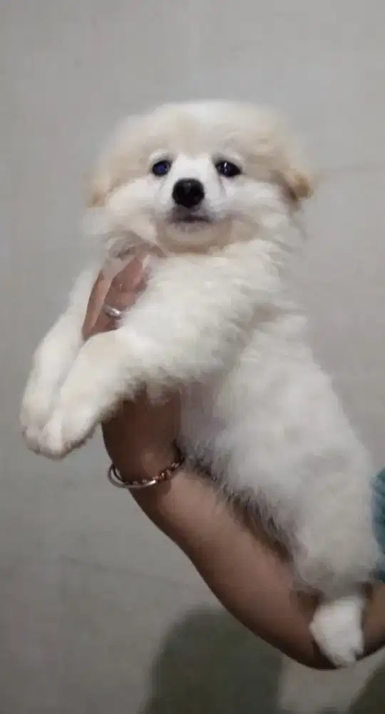 pomerian anakan jantan