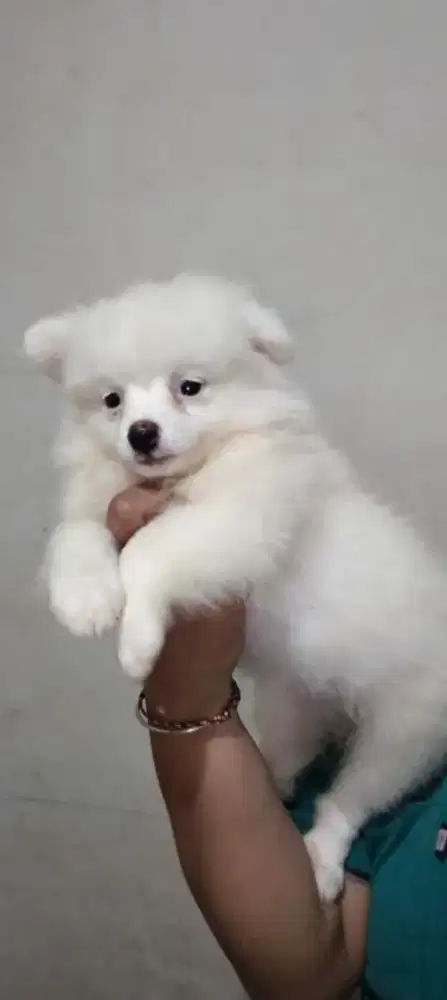 pomerian betina anakan