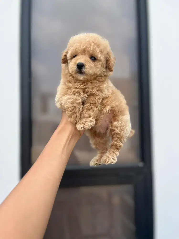 Tiny poodle betina kosongan
