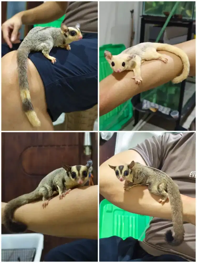 Sugar Glider Jinak Dan Murah