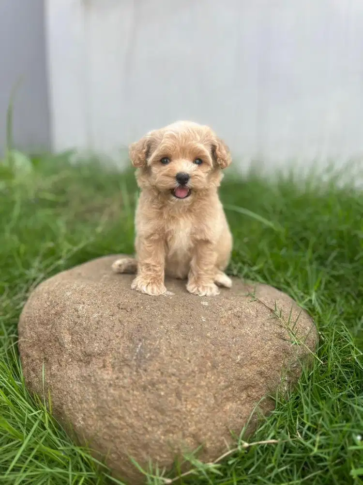 MALTIPO JANTAN KOSONGAN