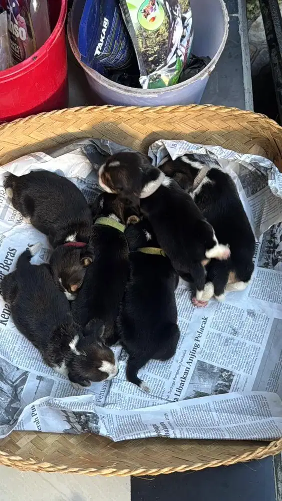 Beagel jantan & Betina