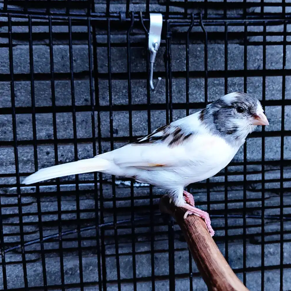 Kenari Panda Simetris - Jantan Gacor