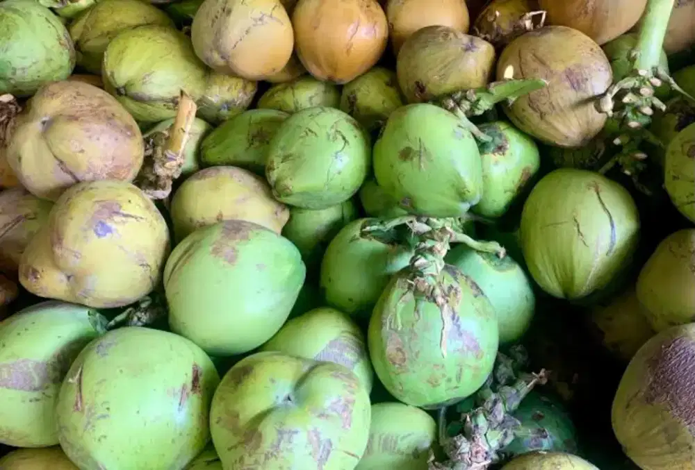 Jual es kelapa muda