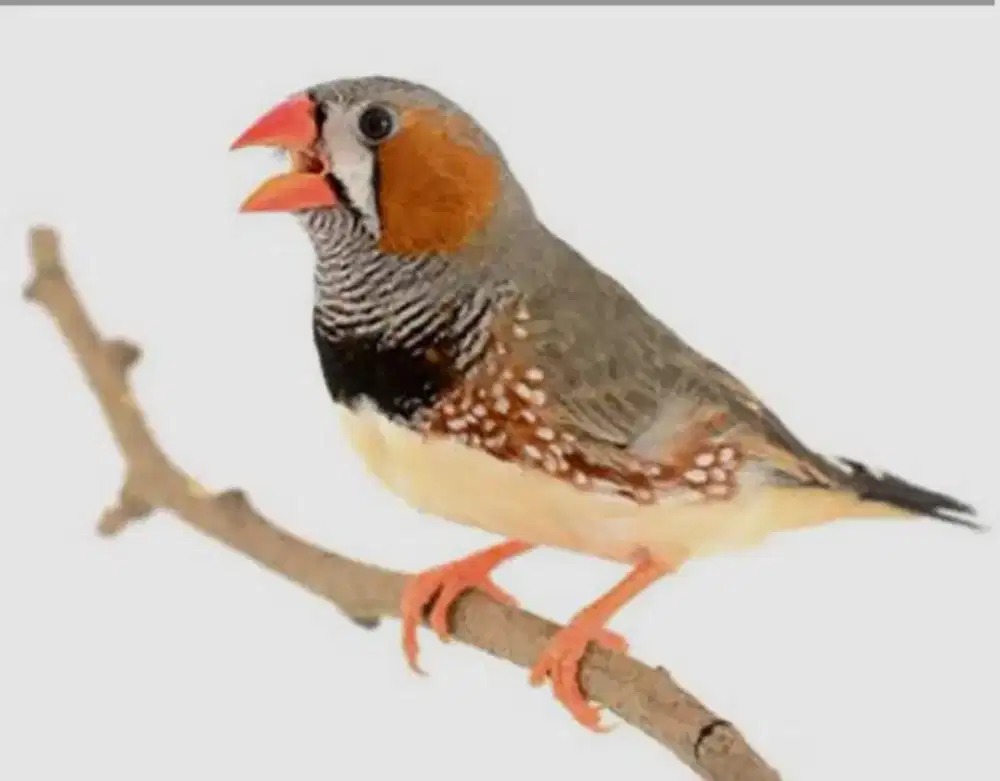 Zebra Finch Sepasang