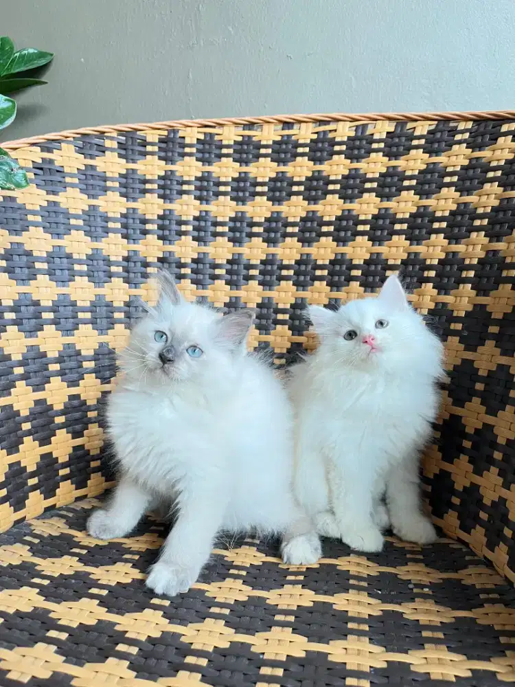Kucing kitten persia X himalaya