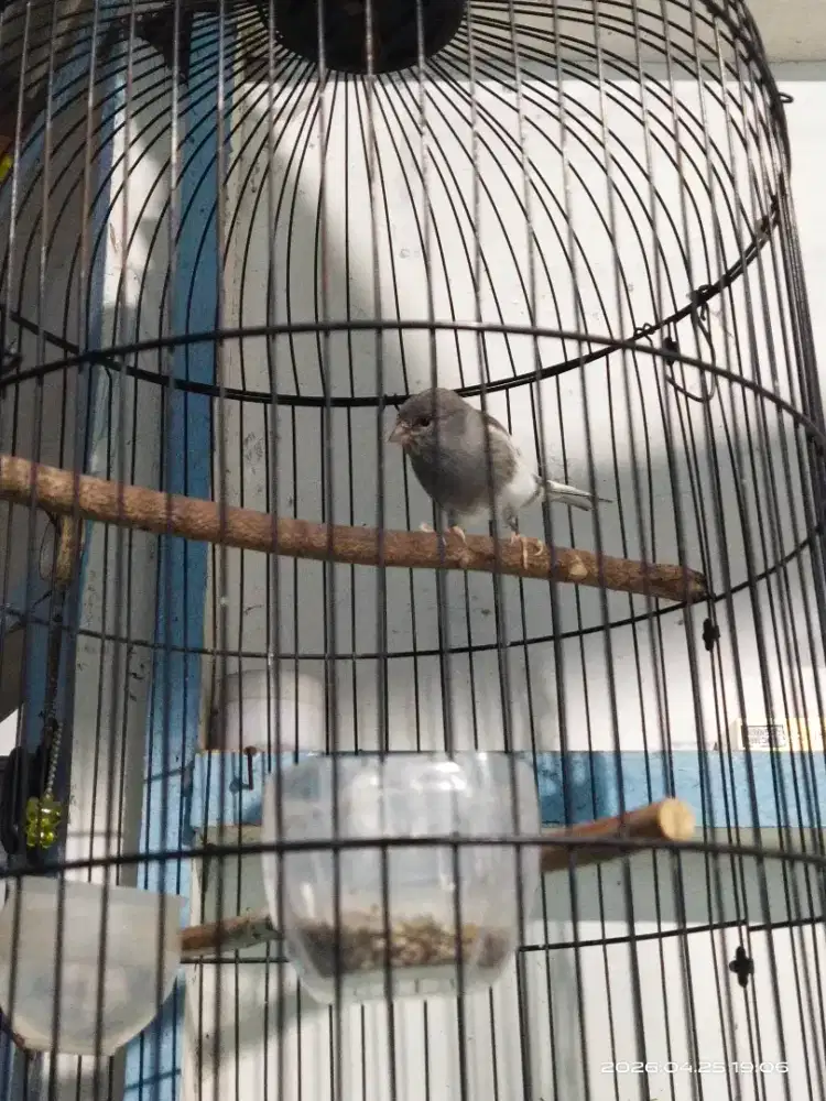 Kenari starblue panda pakis