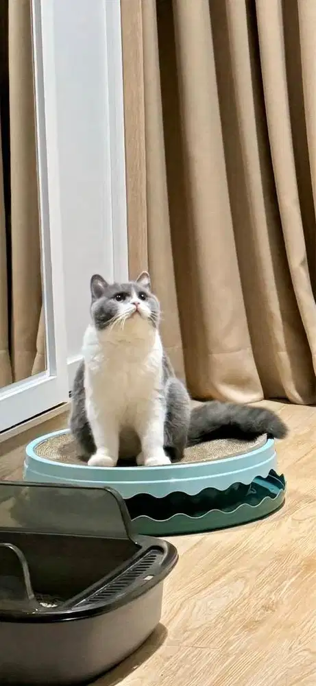 Kucing british short hair bsh jantan bicolor blue