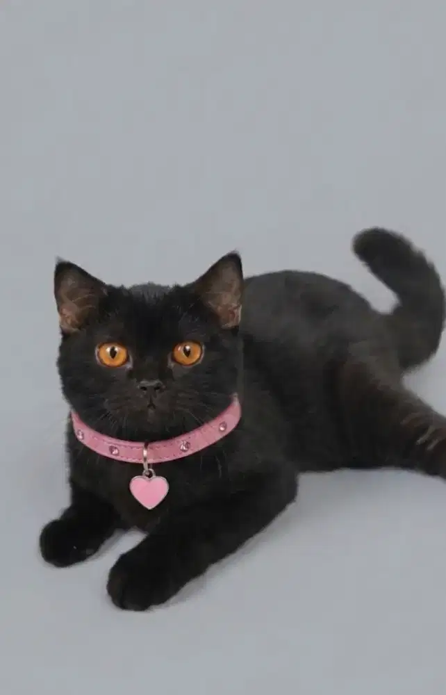 BSH Black Solid Female Carier Cinnamon