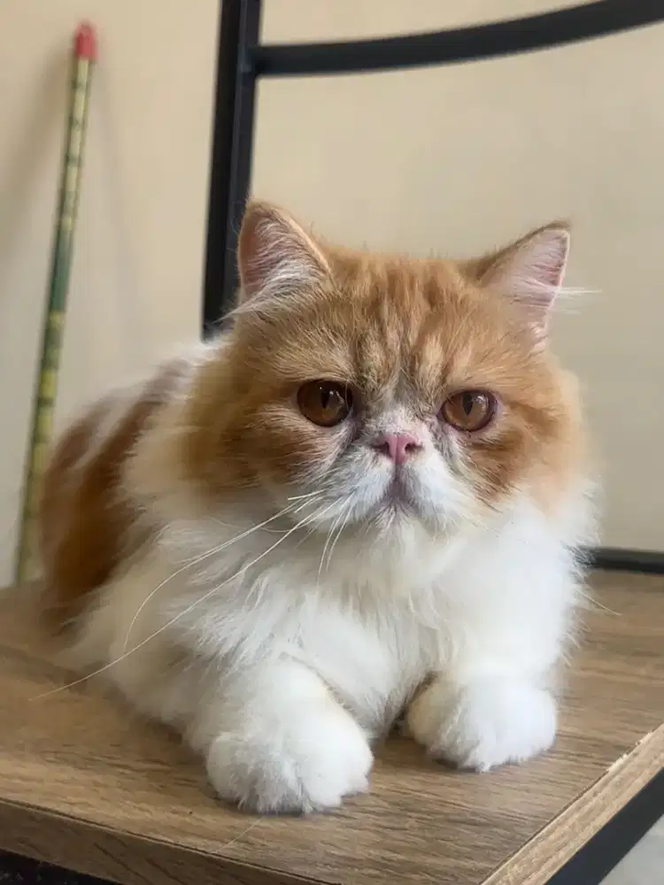 Kucing Peaknose Jantan 10 bulan