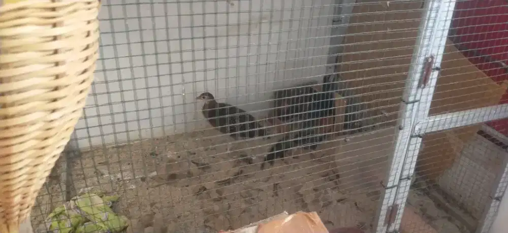 Sepasang ayam hutan hijau Jawa wonosobo