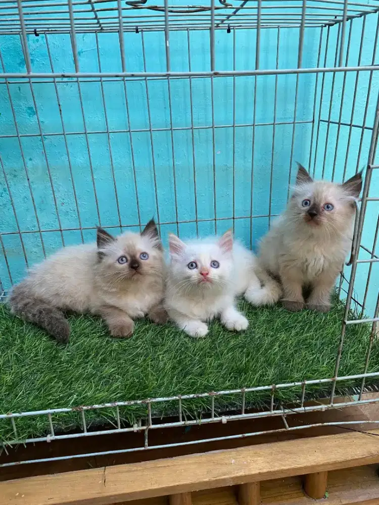 Kucing persia Himalaya