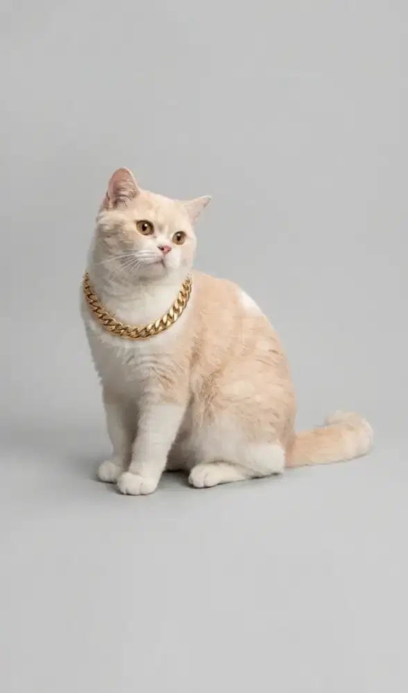 BSH SS Bico Cream Jantan Line Import