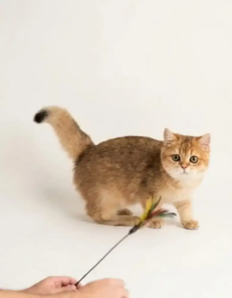 BSH Golden Ny12 Betina Line import