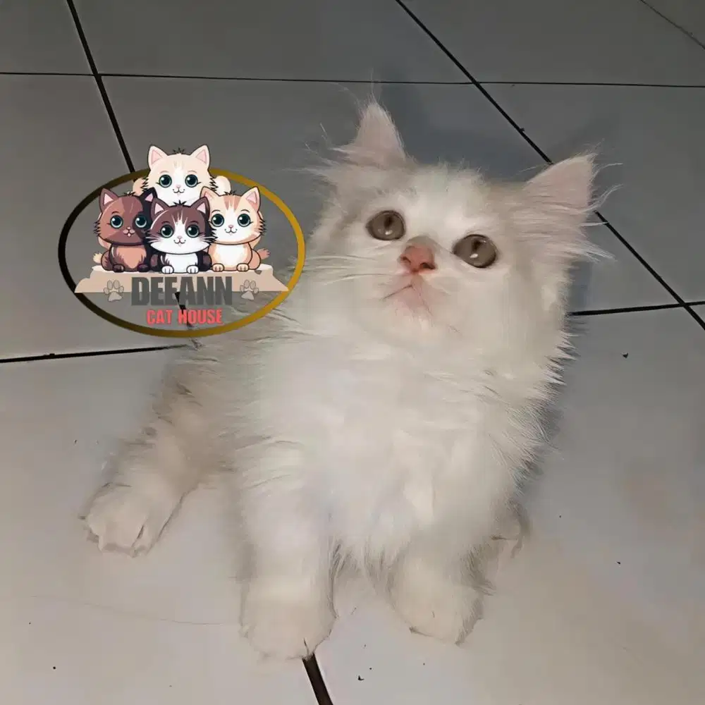Kucing Munchkin Bico Cream
