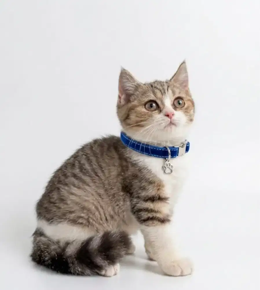 BSH Golden Mackerel Jantan