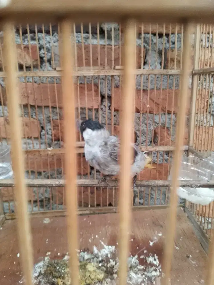burung kutilang fullset gacor kondisi lagi mabung
