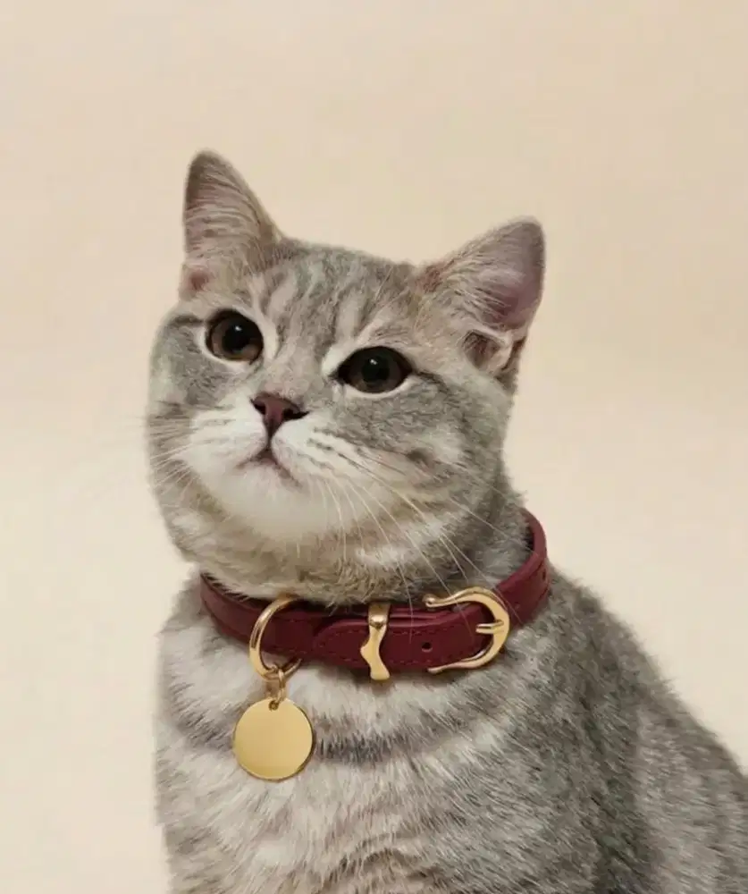 BSH Blue Tabby Jantan