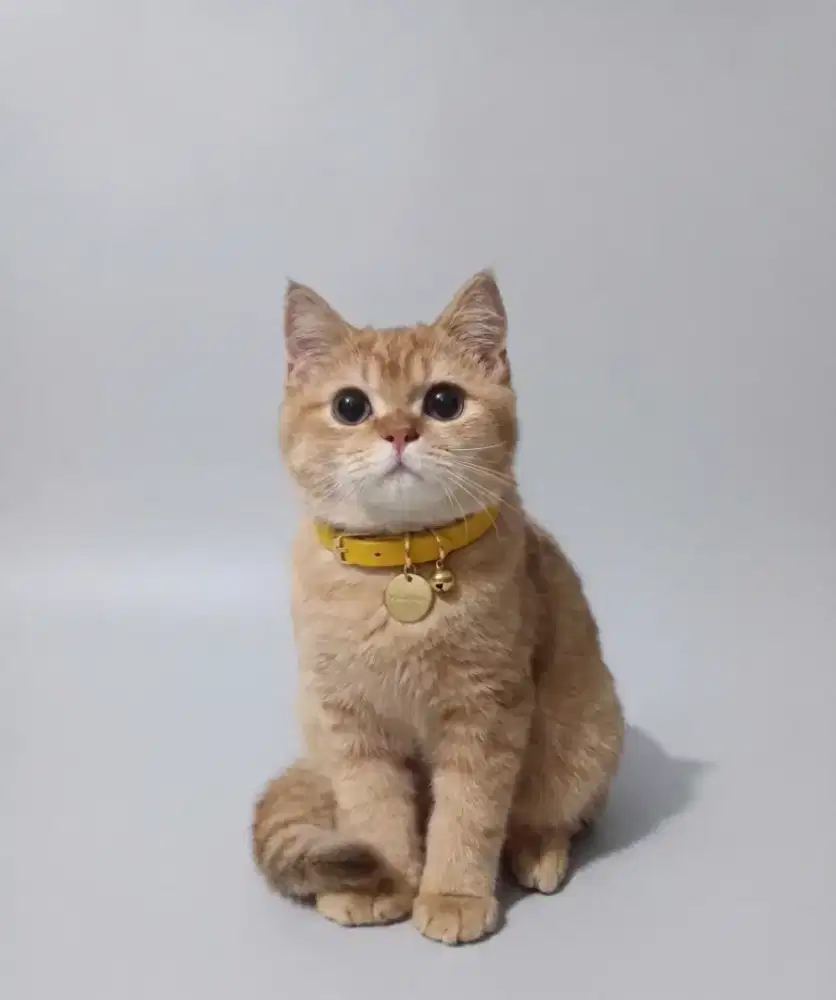 BSH Red Jantan ( mirip garfield )