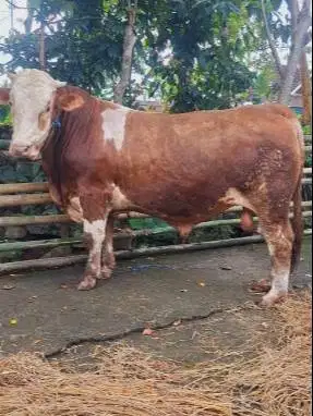 sapi limosin simental jual kiloan timbang 70rb/kilo bobot 500kiloUP ok