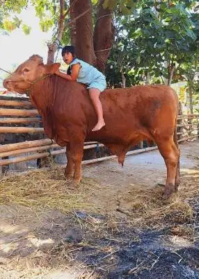 sapi limosin simental jual kiloan bobot 500kiloUP layak hewan qurban