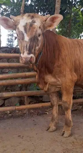 sapi limosin qurban 400-600kiloan siap sapi kurban 2025 jamin manteb