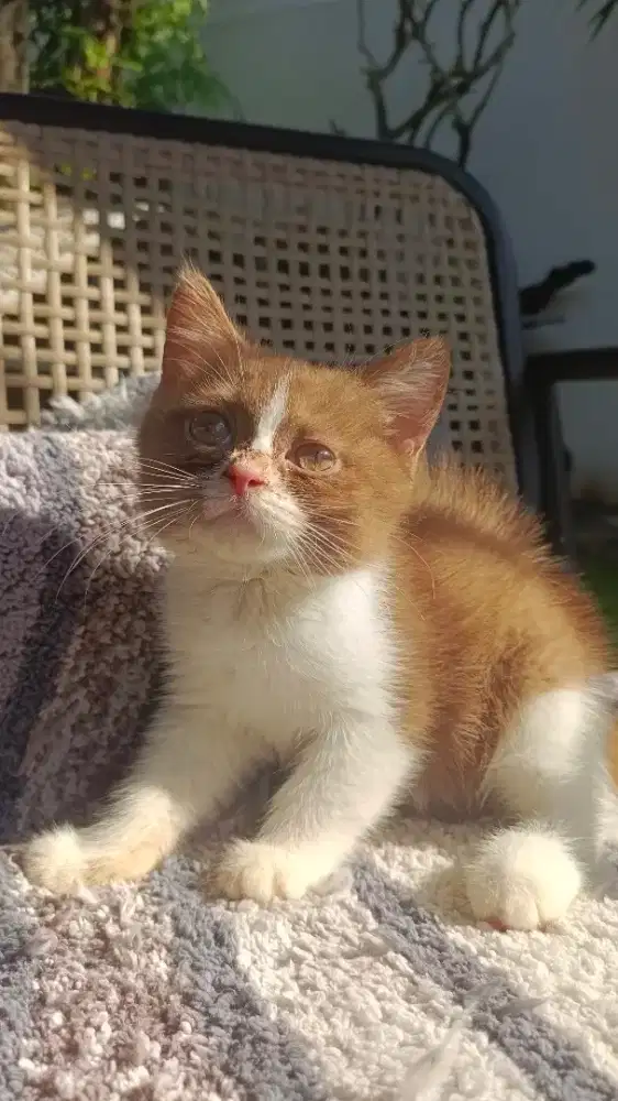 Jual kucing bhskitten