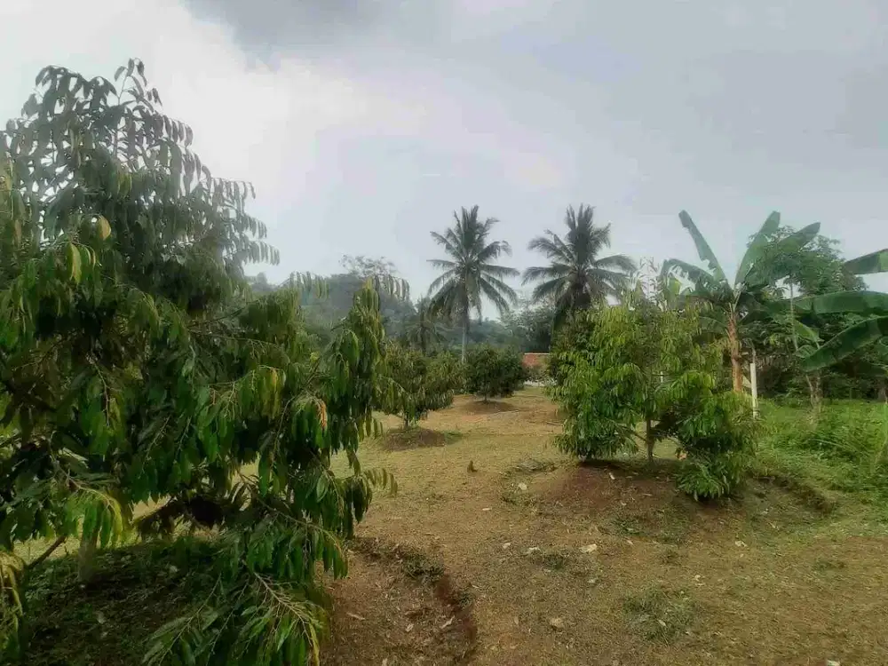 Tanah Kebun Duren Jual Rugi Duren Sudah Banyak Yang Berbuah cocok untuk investasi lengkap dengan pengairannya