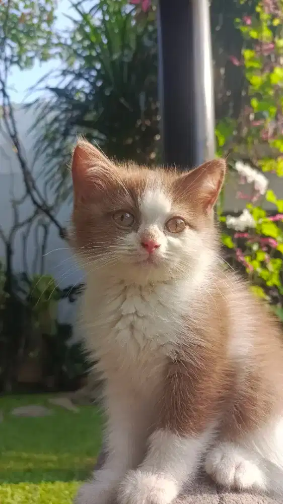 Kucing bhskitten Indonesia