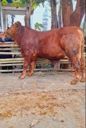 sapi limosin 400-600kiloan siap sapi qurban 2026 rawatan kandang puas