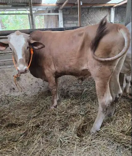 sapi qurban limosin simental 500kiloan 70rb/kilo timbang hidup rawatan