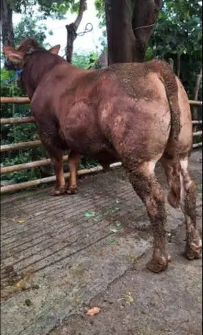 sapi limosin 400-600kiloan siap sapi qurban 2026 rawatan kandang puas