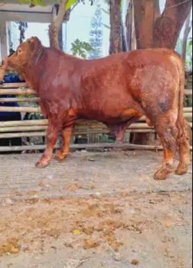 sapi limosin simental 400-600kiloan siap sapi qurban jamin manteb puas