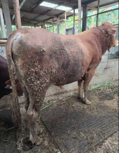 sapi limosin simental 400-600kiloan siap sapi qurban jamin manteb puas