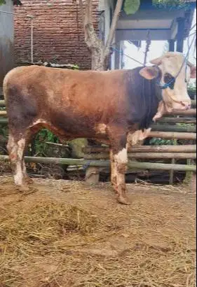 sapi qurban 500kiloan ras limosin simental pegon buat hewan kurban top