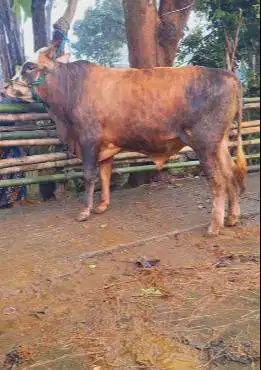 sapi qurban 400-600kiloan ras limosin simental pegon buat hewan kurban