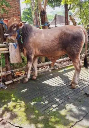 sapi qurban 500kilo ras simental limosin 2 tahunan siap kurban 2026 ok