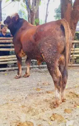 sapi jantan 400-600kilo ras simental limosin siap kurban 2026 rawatan