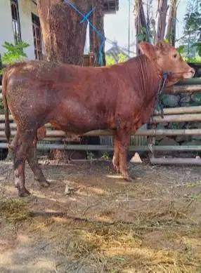 sapi jantan 400-600kilo ras simental limosin siap kurban 2026 rawatan