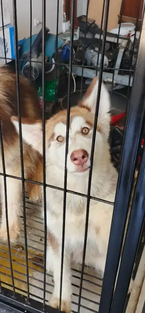 Alaskan Malamute Betina