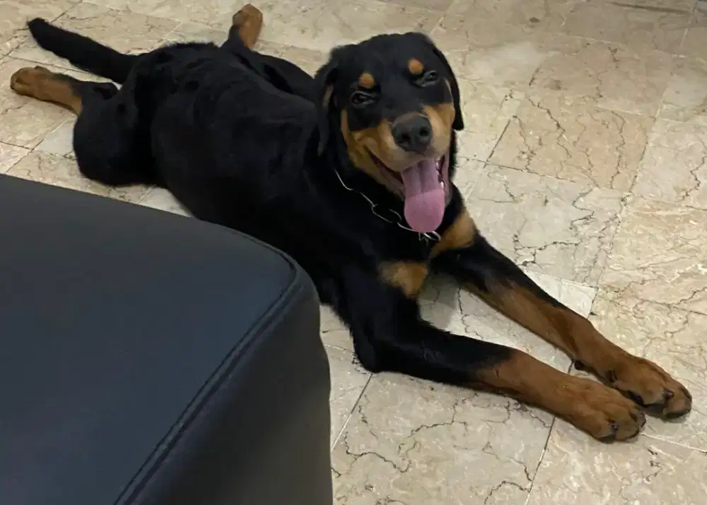 OPEN ADOPT GADING SERPONG – Mix Rottweiler × Labrador