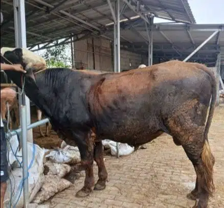 sapi jantan 400-600kiloan ras limosin simental pegon siap qurban 2026