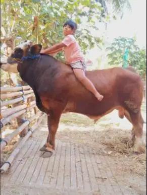 sapi jantan 500kiloan ras limosin simental pegon 70rb/kilo timbang top