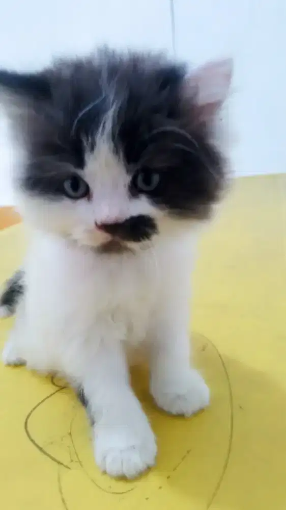 Anak Kucing Kitten Persia Jantan 2 Bulan