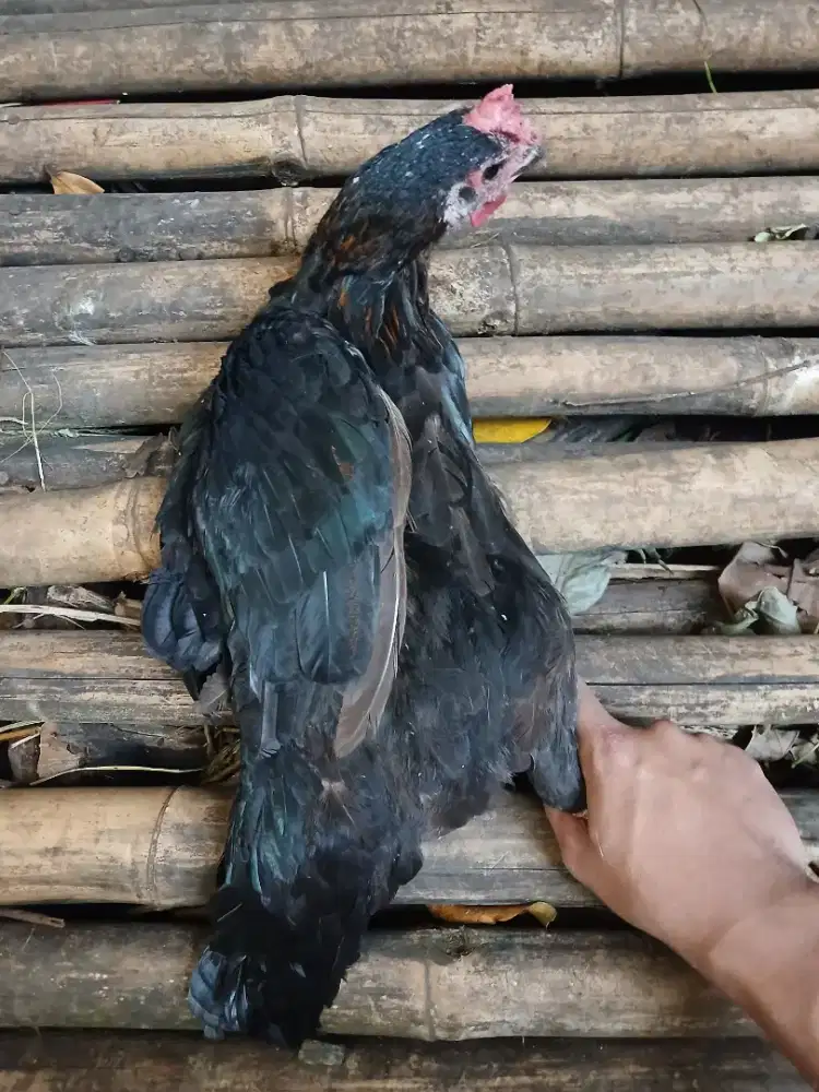 Indukan Ayam Kampung  Asli