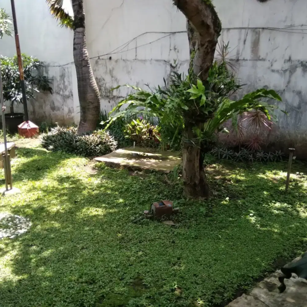 TERIMA JASA POTONG RUMPUT DAN TEBANG POHON