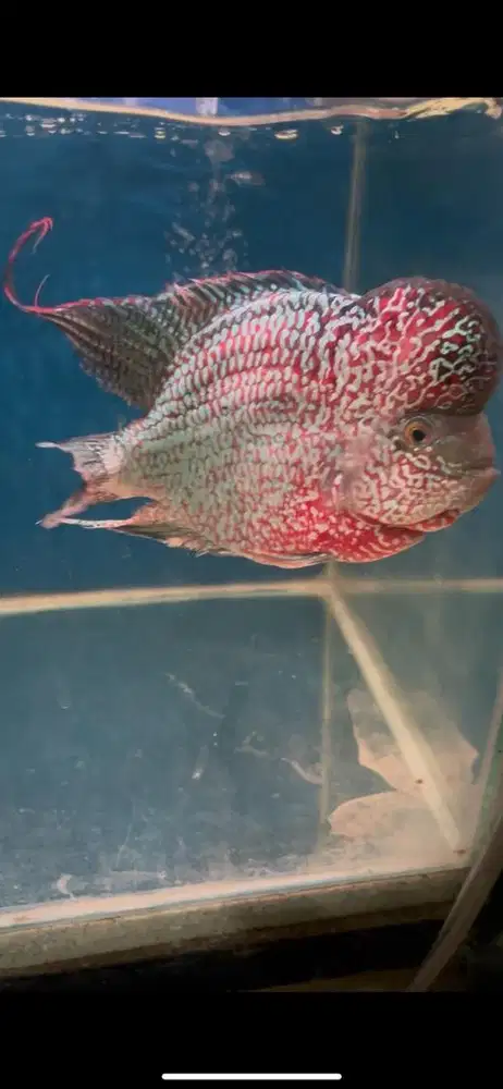 Louhan kamfa f2 ori thailand